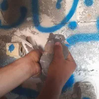 کبوتر رنگی|حیوانات|اهواز, اهواز|دیوار