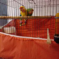 جفت طوطی برزیلی رام.