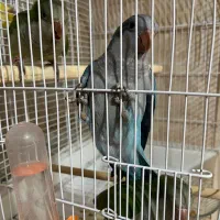 راهب|پرنده|کرج, عظیمیه|دیوار