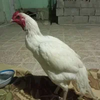 مرغ و‌خروس سفید