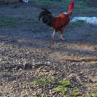 خروس گردن لخت