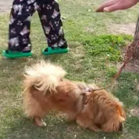 پت خونگی|سگ|همدان, |دیوار