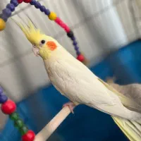 عروس هلندی|پرنده|ری, جوانمرد قصاب|دیوار