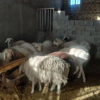 ۲۰تا بره ۴ماده ۱۶نر قیمت کیلو ۳۴۰ تکی فروش دارم|حیوانات مزرعه|نیمبلوک, |دیوار