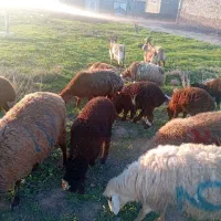 6رعس میش جوان بره دار فروشی  جفتی 75 ملیون