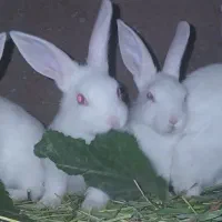 بچه خرگوش