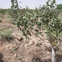 زمین 45هکتار همراه چاه|اجارهٔ دفتر صنعتی، کشاورزی، تجاری|جوادآباد, |دیوار