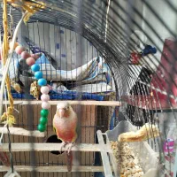 پرنده|پرنده|مشهد, اقبال|دیوار