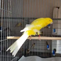 قناری رسمی بلند