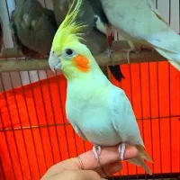 عروس هلندی لوتینو|پرنده|اسلام‌شهر, شهرک طالقانی|دیوار