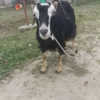 بز ماده|حیوانات مزرعه|رضوانشهر, |دیوار