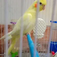 عروس هلندی|پرنده|مهرستان, |دیوار