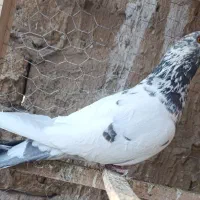 کبوتر پرشی|پرنده|قم, هنرستان|دیوار