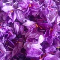 گل زعفران سرایان