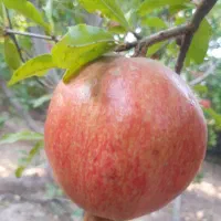 انار|خوردنی و آشامیدنی|قم, بنیاد|دیوار