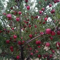 نهال سیب گلدن رندرز اصیل/انتخابی ممتاز در میانه