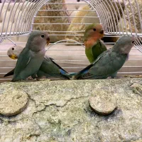 طوطی برزیلی|پرنده|تهران, ایوانک|دیوار