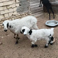 میش بره و تغل لاکن