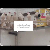 فنچ نرگسی شکلاتی