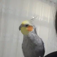 عروس هلندی گم شده است