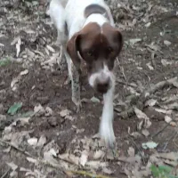 توله سگ دمبالانی