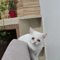 فروش گربه اشرافی پرشین مو کوتاه(شورت هِیر)