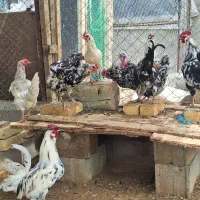 مرغ|حیوانات مزرعه|شهرکرد, |دیوار