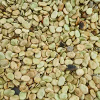 بذر پاخلا|خدمات باغبانی و درختکاری|پارسآباد, |دیوار