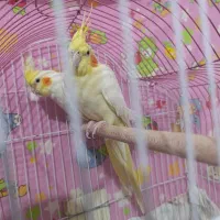 عروس هلندی مولد لوتینو روی تخم