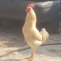 خروس گلین و مرغ گردن لوخت عربی|حیوانات مزرعه|باوی, |دیوار