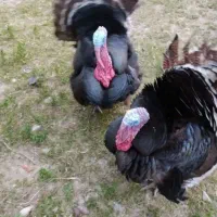 فروش بو قلمون نر وماده