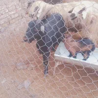 بز و میش داشتی زائیده