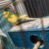 یه جفت مرغ عشق