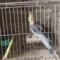 ۹عدد عروس هلندی