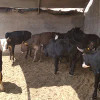 ۱۰راس گوساله نر
