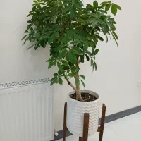 درختچه شفلرا تنه دار گل و گیاه