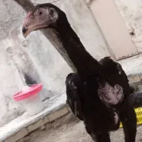 جوجه لاری اوشامو دانگ بالا اصل