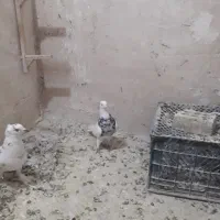 جوجه کربلایی کله سیاه|پرنده|مشهد, ادیب نیشابوری (شهرک غرب)|دیوار