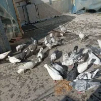 تعدادی کفتر پرشی خوب معاوضه دارم با سهره قرص بخون