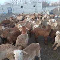 فروش گوسفند|حیوانات مزرعه|مشگین شهر, |دیوار