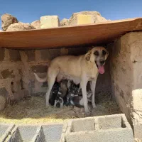 واگذاری رایگان سه تا ماده