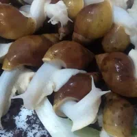 حلزون تخم گذار آلبینو