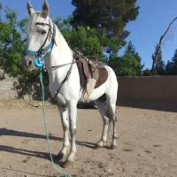 اسب یورقه