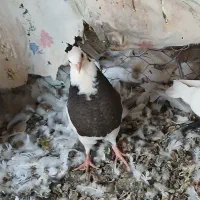 کبوتر طوقی|پرنده|لردگان, |دیوار