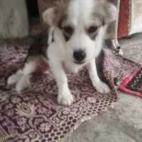 سگ پاکوتا باهوش|سگ|ساری, |دیوار