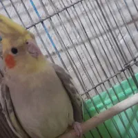 عروس هلندی|پرنده|ساوه, |دیوار