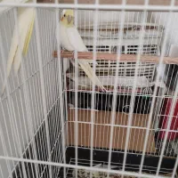 عروس هلندی|پرنده|رودبار, |دیوار