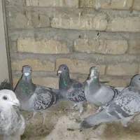 پنج جفت کفتر المانی