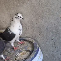 کبوتر گمشده|حیوانات|خوی, |دیوار
