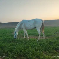 مادیان ترکمن هفت ماهه آبستن|اسب و تجهیزات اسبسواری|گنبد کاووس, |دیوار